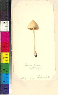 Conocybe tenera image