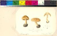 Inocybe caesariata image