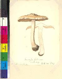 Inocybe fibrosa image