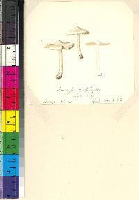 Inocybe geophylla image