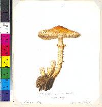 Pholiota squarrosoides image