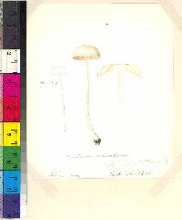 Entoloma sericellum image