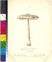 Entoloma strictius image