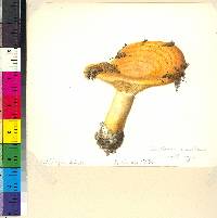 Lactarius zonarius image