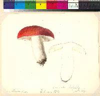 Russula lepida image