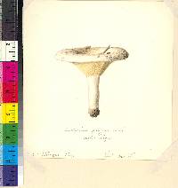 Lactarius pergamenus image