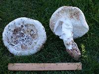 Amanita vernicoccora image