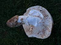 Amanita vernicoccora image