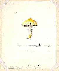 Agaricus auricolor image