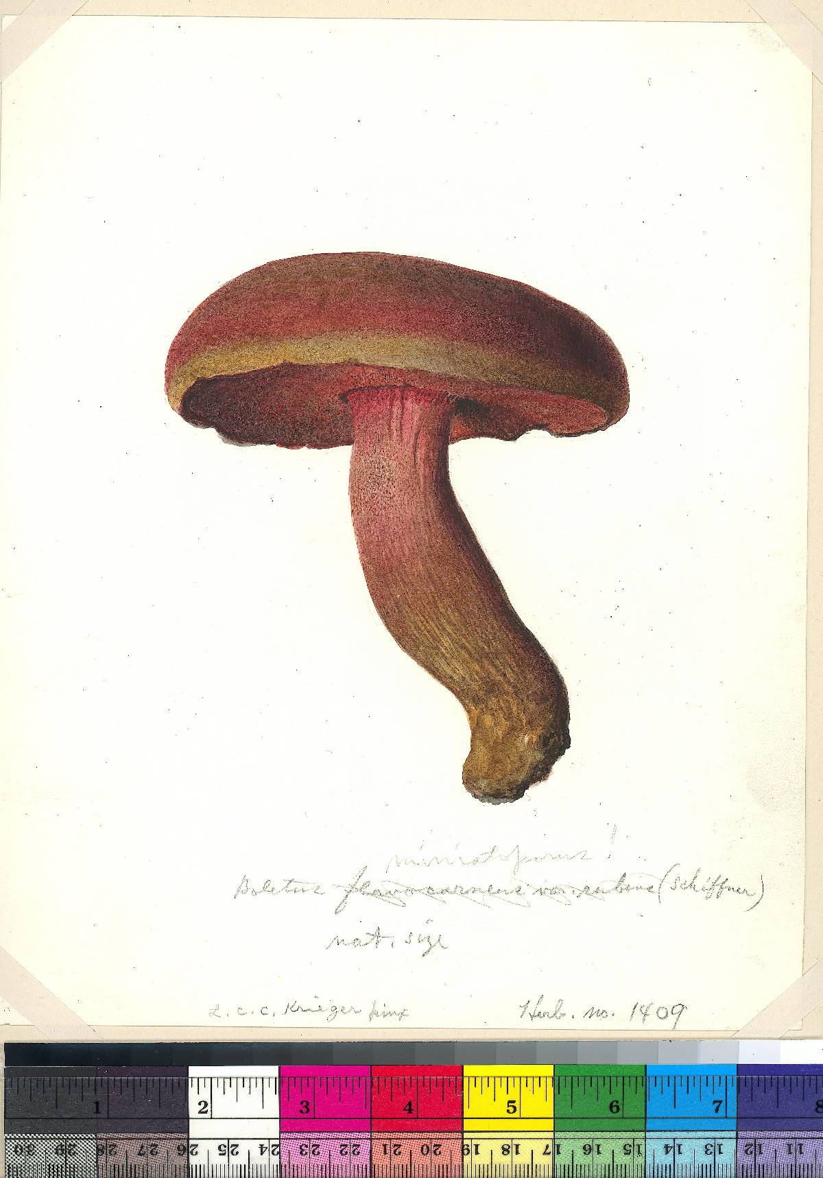 Boletus image