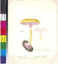 Mycena lilacifolia image