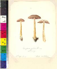 Mycena rutilantiformis image