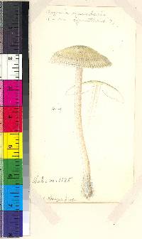 Mycena subcaerulea image