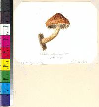 Hemistropharia albocrenulata image