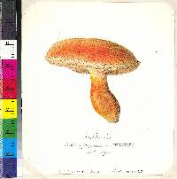 Tylopilus balloui image