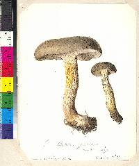 Retiboletus griseus image