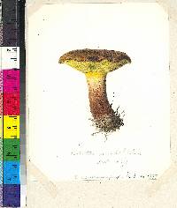 Boletus mutabilis image