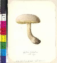 Boletus pallidus image