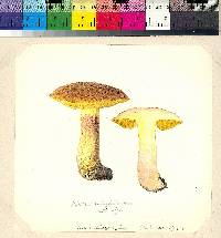 Boletus subglabripes image