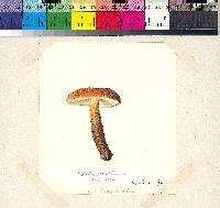 Gyroporus castaneus image