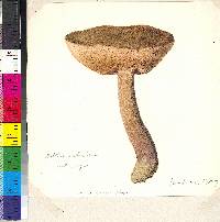 Tylopilus indecisus image