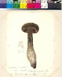 Tylopilus porphyrosporus image