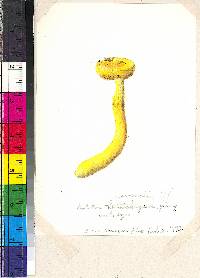 Pulveroboletus ravenelii image