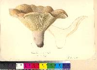 Lactarius allardii image