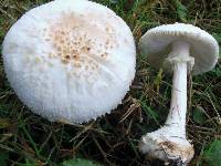 Amanita abrupta image