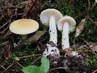 Amanita praecox image