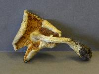 Armillaria luteovirens image