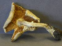 Armillaria luteovirens f. alba image