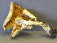 Armillaria luteovirens image