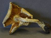 Armillaria luteovirens image