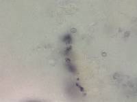 Armillaria luteovirens image