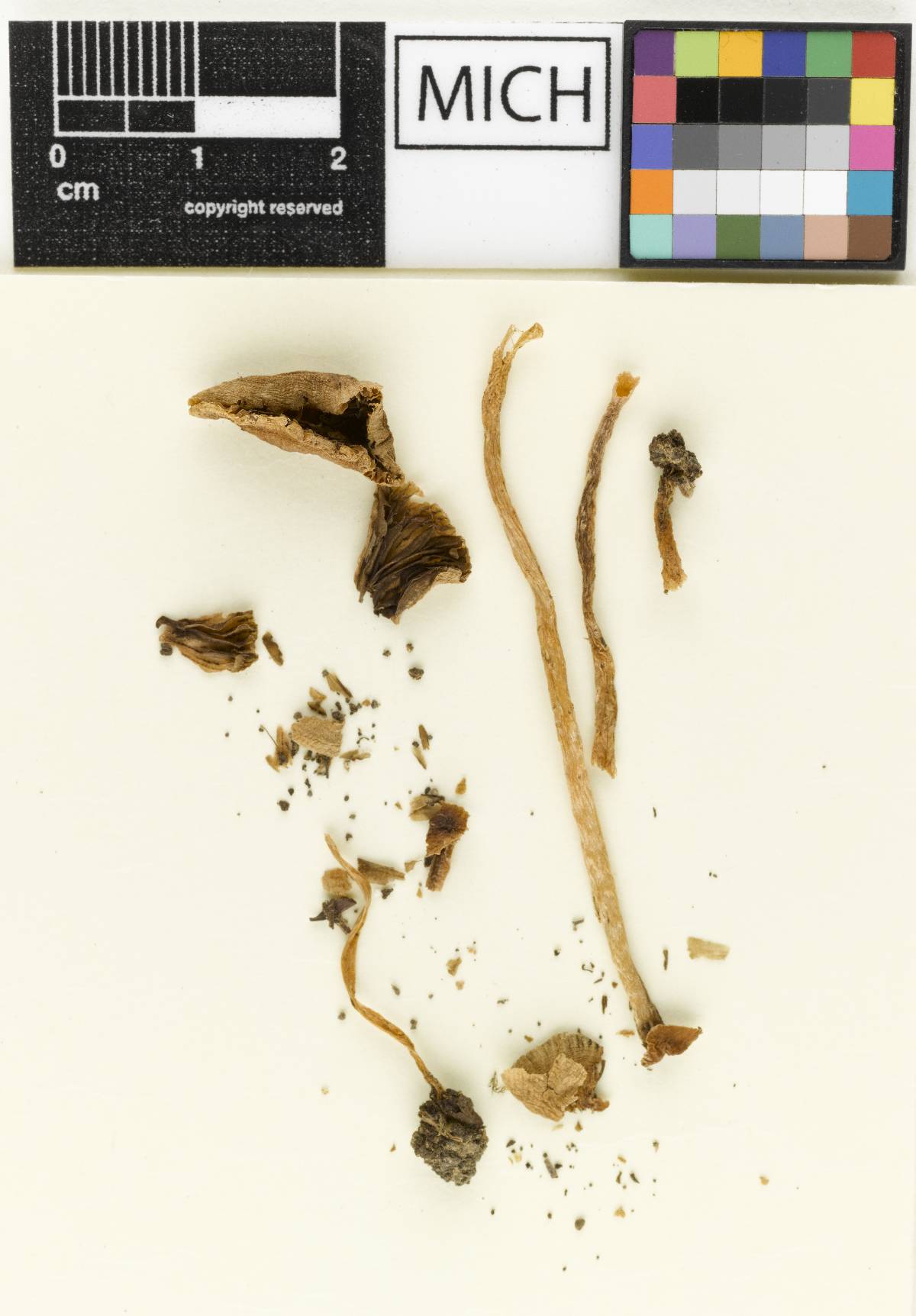 Psathyrella incondita image