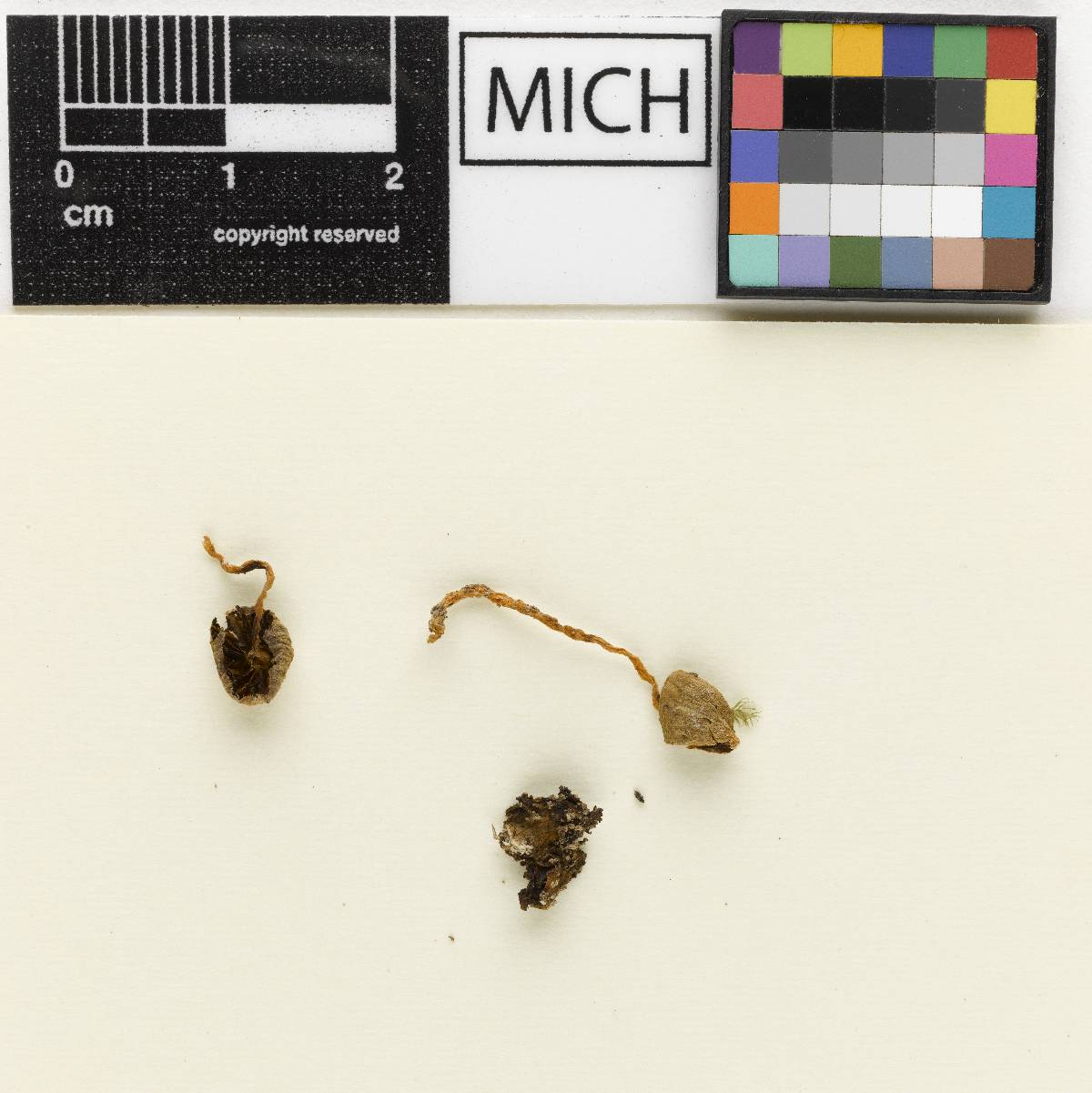 Psathyrella lactobrunnescens image