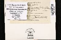Microstoma floccosum image