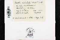 Steccherinum ciliolatum image