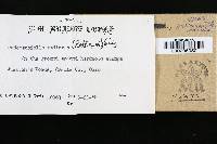 Xerula radicata image