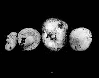 Macowanites americanus image