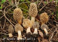 Morchella americana image