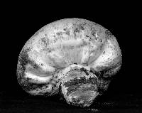Nivatogastrium nubigenum image