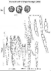 Russula smithii image