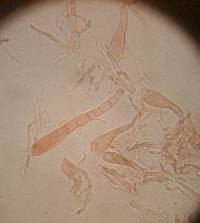 Russula smithii image
