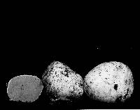 Rhizopogon subpurpurascens image