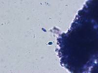 Clitocybe piperata image