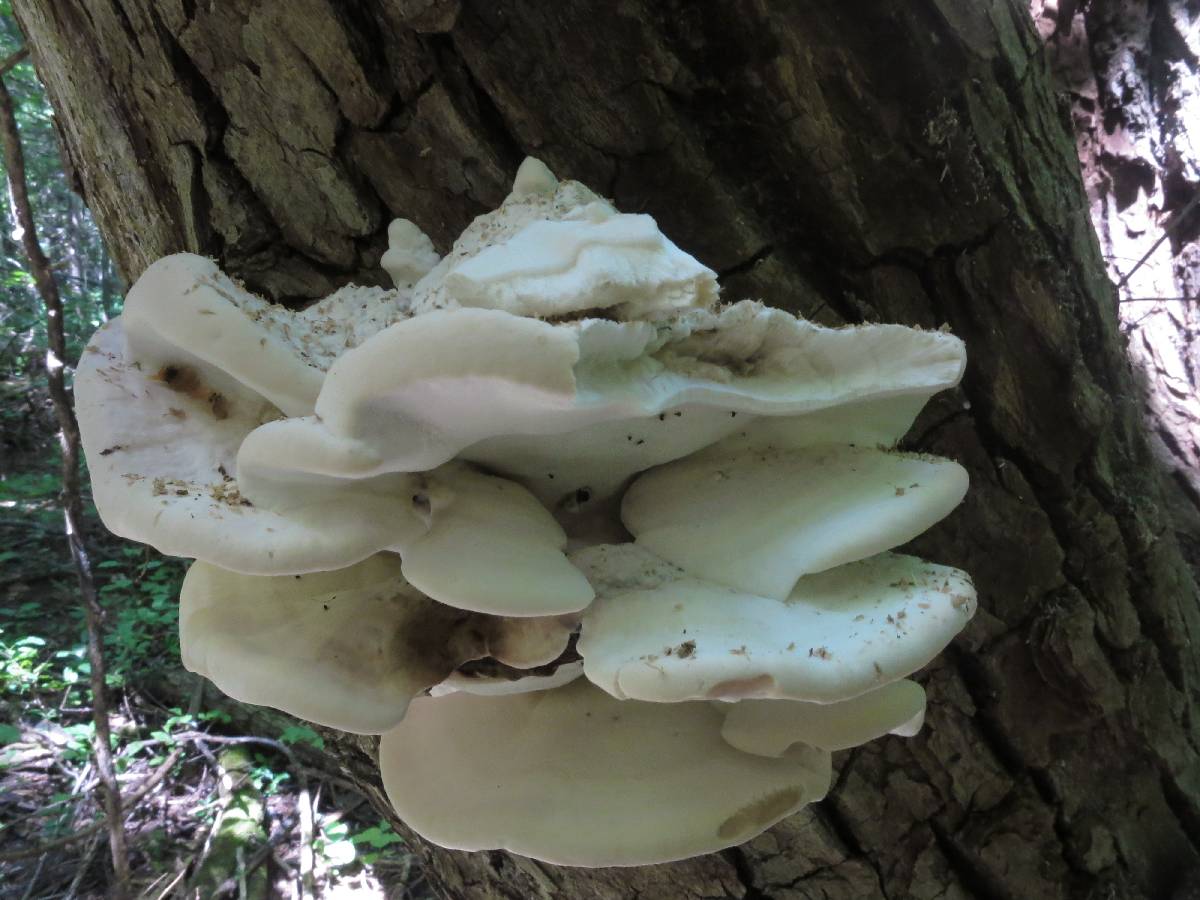 Loweomyces subgiganteus image