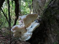 Loweomyces subgiganteus image