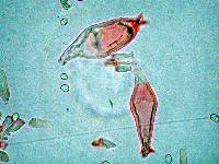 Pluteus laricinus image